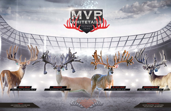 MVP Whitetails Ad - Tx Whitetail Deer Breeding at its Finest!