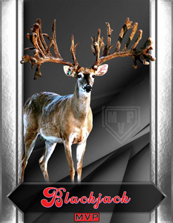 Blackjack - MVP Whitetail Deer Ranch Breeder Buck