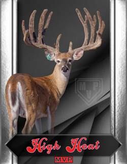High Heat - Texas Whitetail Deer Breeder Buck at MVP Whitetails